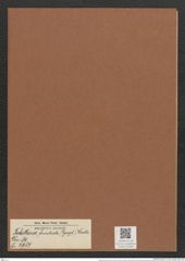 Tabellaria flocculosa (Lyng.) Kuetz. (de-Toni-Nr.: Genus 89, Species 2987) Zeichnungen Sammlung Grunow Mappe 03185 (Herbarium_W_Grunow_drawings_Folder_03185)